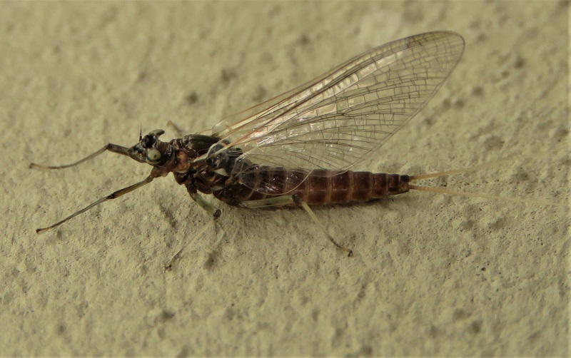 Rhithrogena sp. (Heptageniidae)